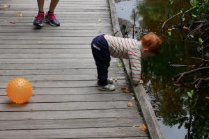 Je contemple la mangrove