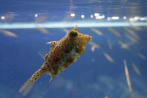 Oh il est bizarre celui-là