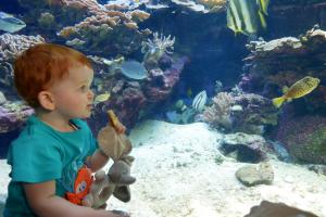 ça en fait beaucoup des poissons