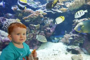 ça en fait beaucoup des poissons