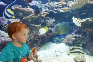 ça en fait beaucoup des poissons