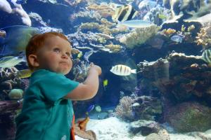 ça en fait beaucoup des poissons