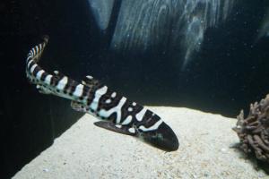 Un bébé requin leopard