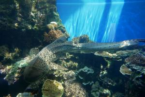 Requin leopard
