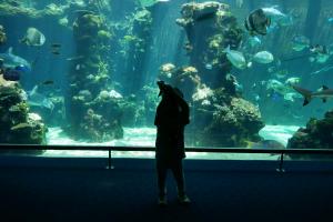 Ombre de bébé devant un aquarium