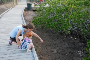 Sur la mangrove, on observe les crabes!