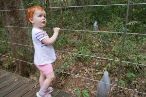 Parc forestier avec les cagous