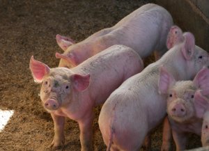 En arrivant je suis allée voir les cochons