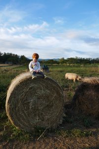 Sur une botte de foin