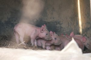 Encore des cochons (tout bébés)