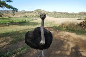 Autruche