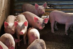 Et avant de partir, une dernière visite aux cochons !