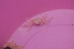 Un crabe dans mon seau