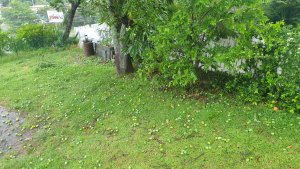 Quelques mangues sont tombées, vous verrez sur une vidéo : j'ai travaillé  dur !