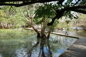 Bourail - l'observatoire ornithologique