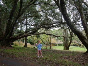 Auckland domain