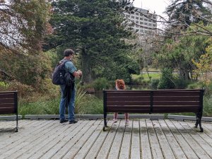 Auckland domain - Duck pond