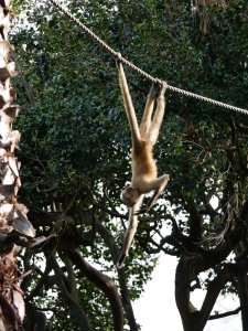 Zoo - Démonstration d'agilité flegmatique
