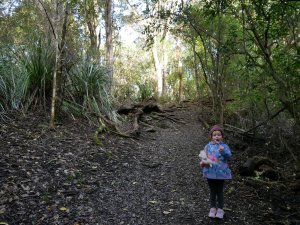 Rangitoto island - redescente